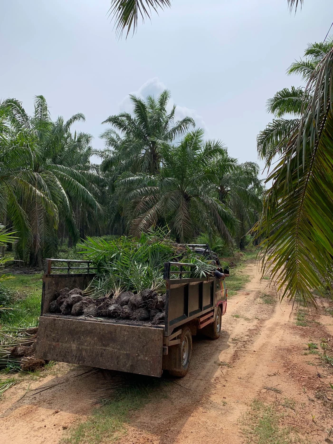Sungai Lilin dan Dinamika Industri Kelapa Sawit