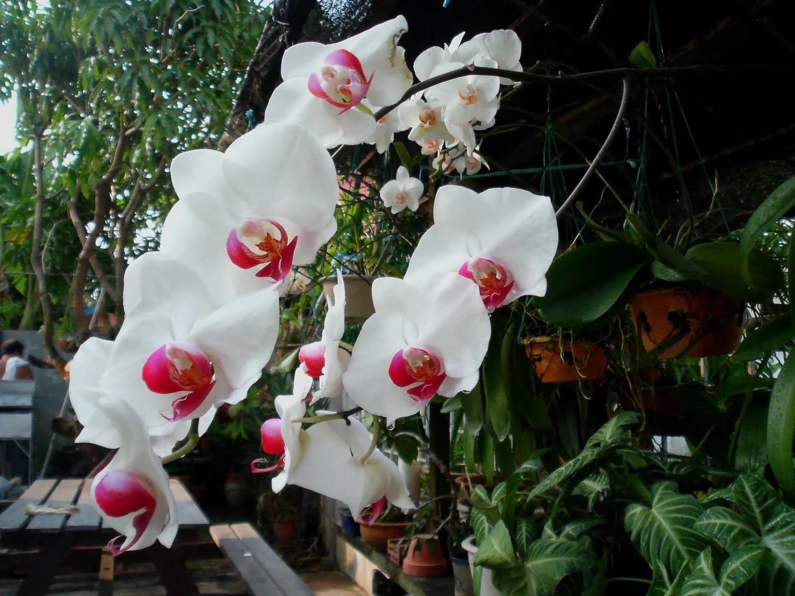 Anggrek Indonesia sebagai Identitas Budaya Kekayaan Biodiversitas dan Instrumen Diplomasi Anggrek Indonesia sebagai Identitas Budaya Kekayaan Biodiversitas dan Instrumen Diplomasi