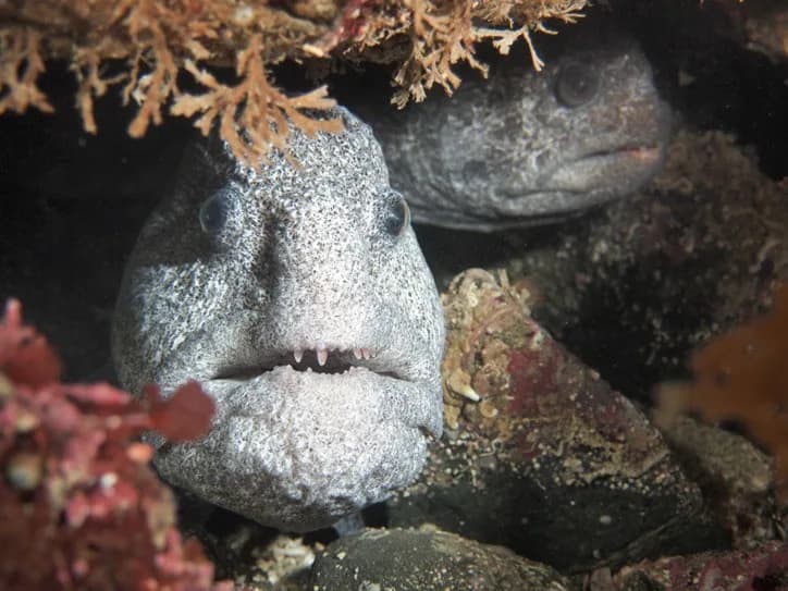 Wolf Eel (Anarrhichthys ocellatus): Ikan Laut Dingin dengan Perilaku Sosial yang Tidak Biasa Wolf Eel (Anarrhichthys ocellatus): Ikan Laut Dingin dengan Perilaku Sosial yang Tidak Biasa