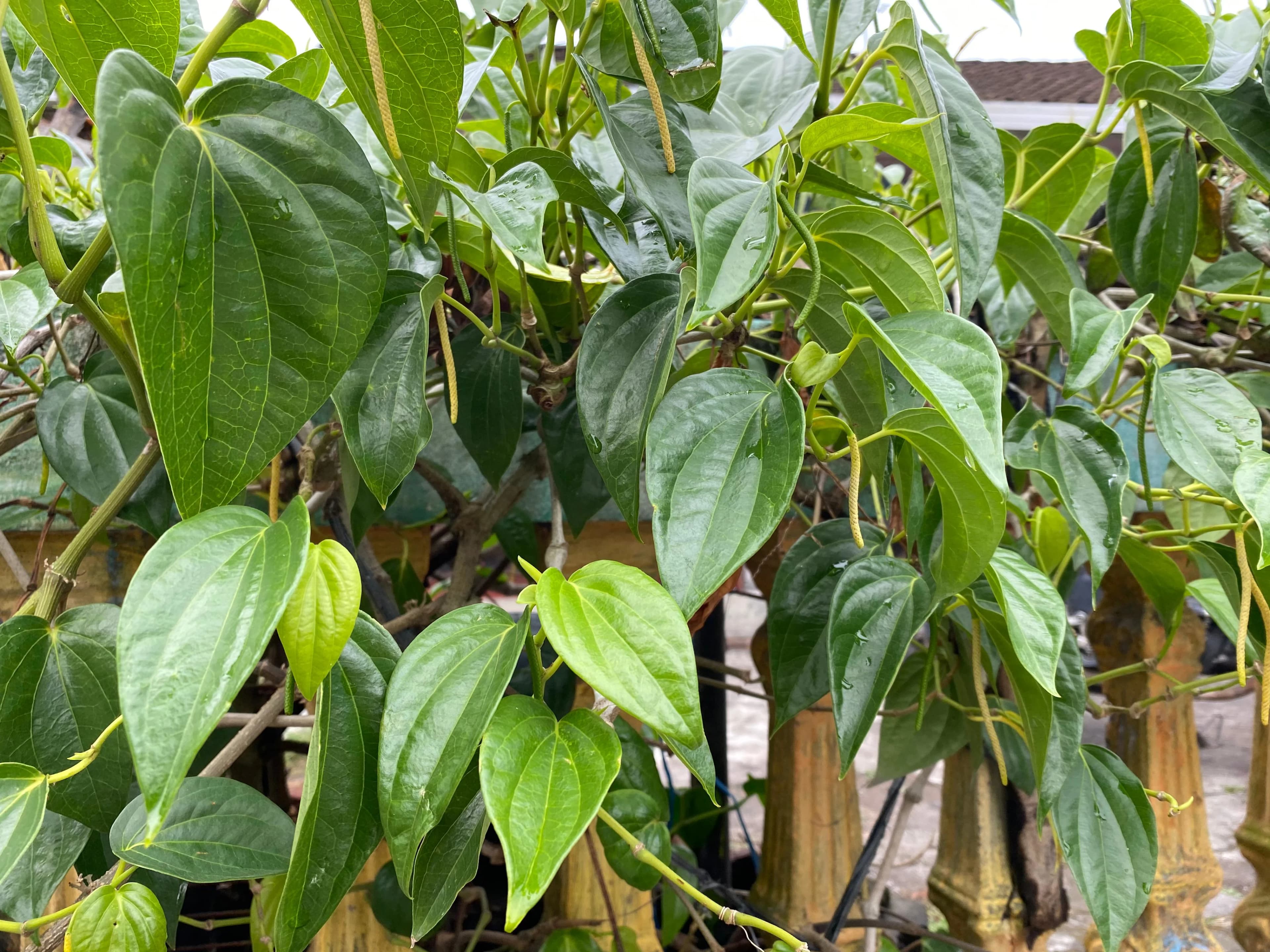 Daun Sirih Warisan Herbal Nusantara