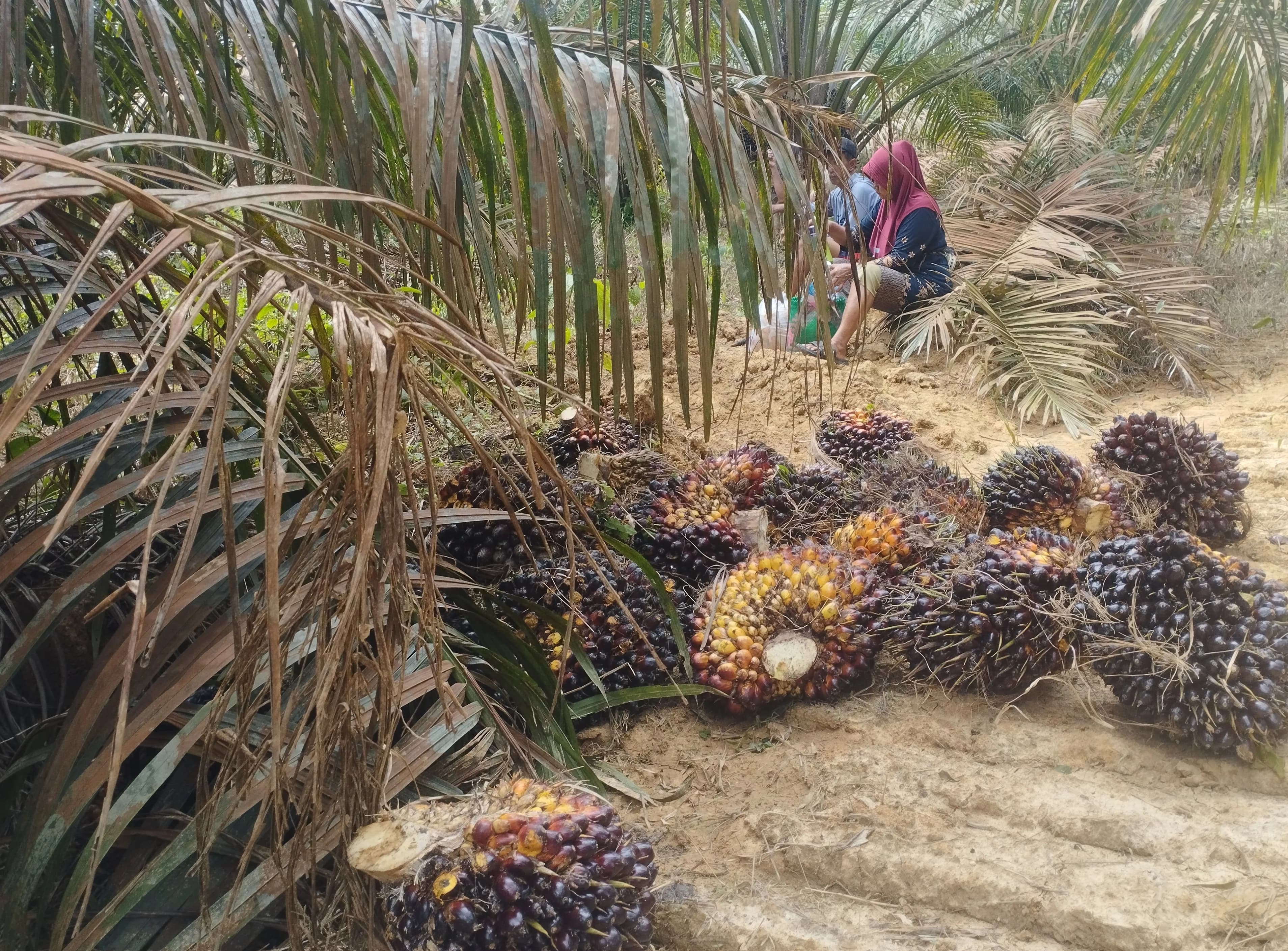 Sungai Lilin dan Masa Depan Sawit