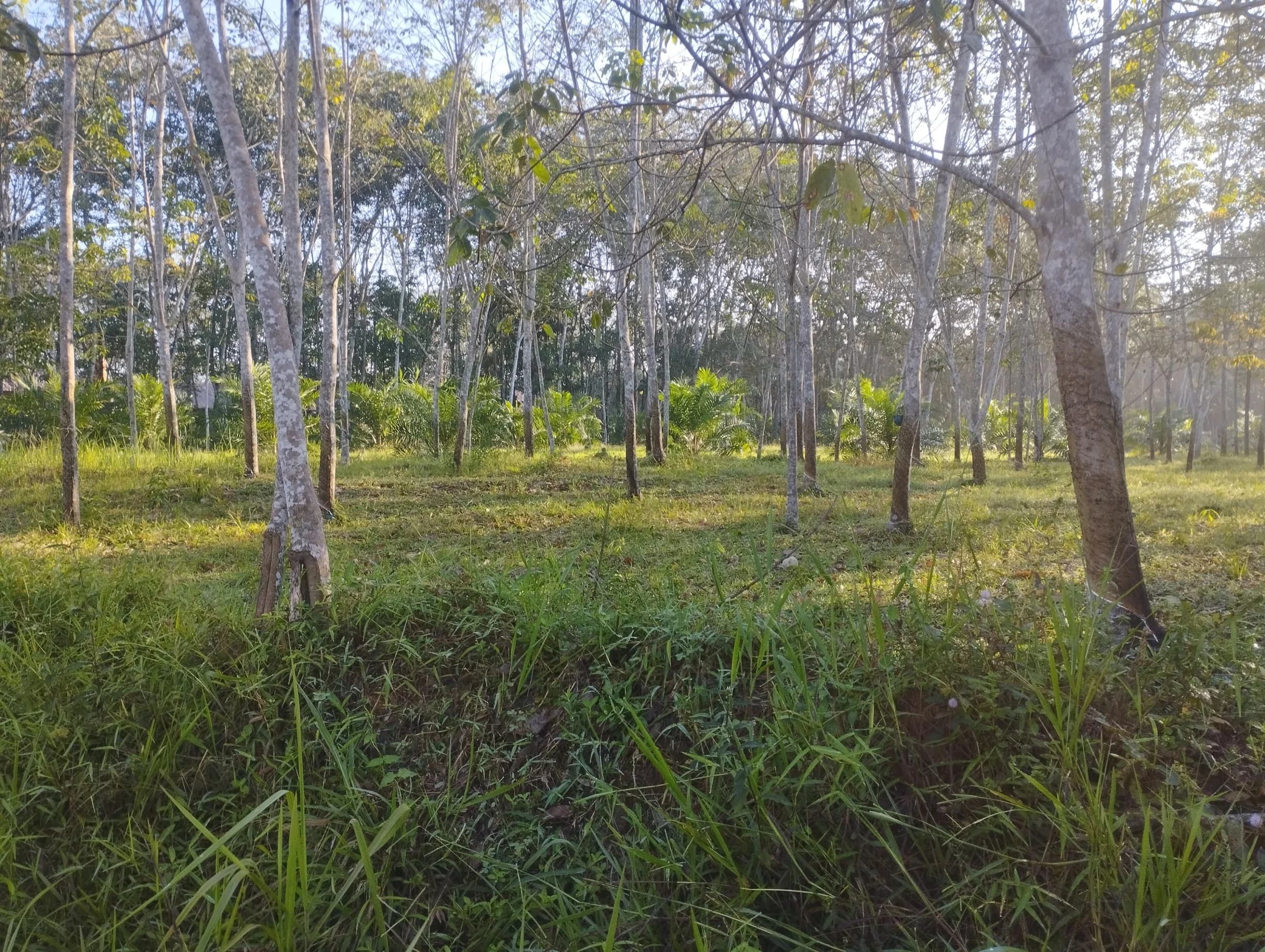 Menyadap Harapan dari Getah Karet: Realitas Petani di Sungai Lilin