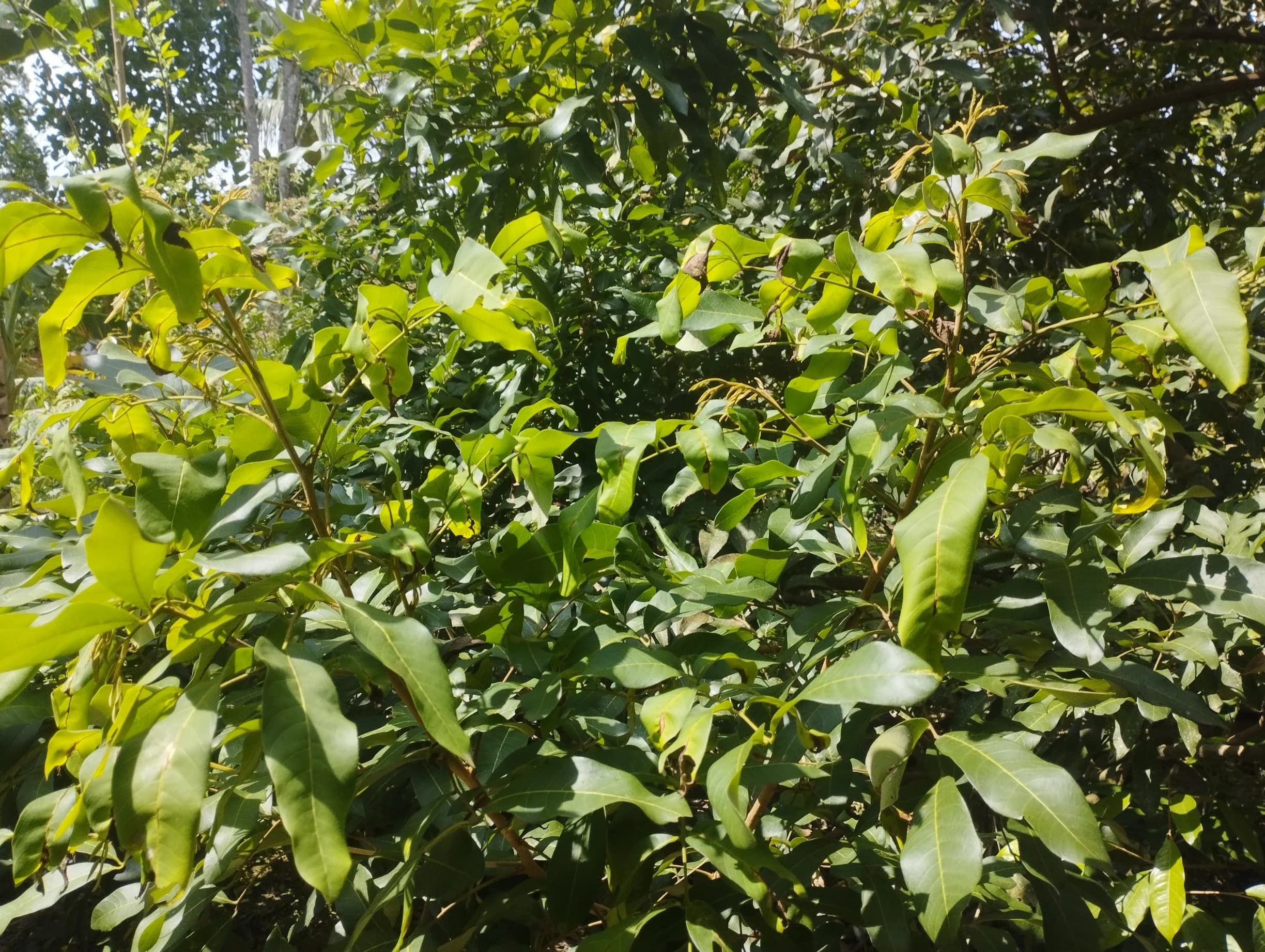 Manfaat Daun Kelengkeng dan Khasiatnya