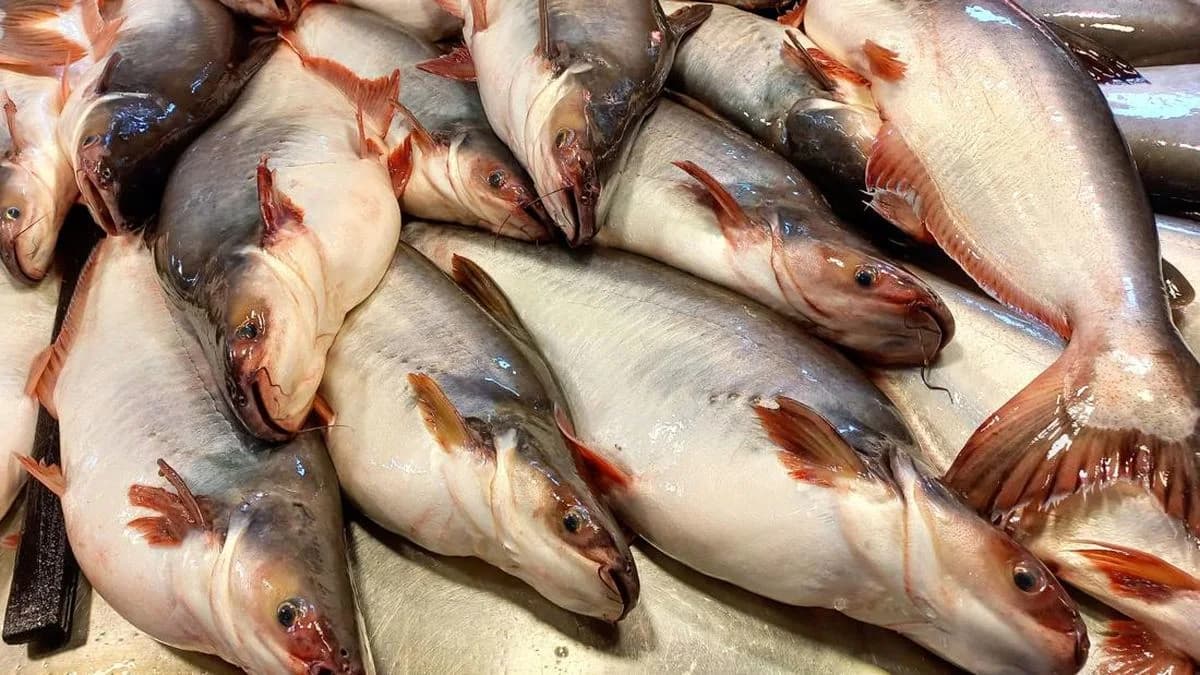 Mengenal Ikan Patin Ikan Air Tawar Populer Indonesia
