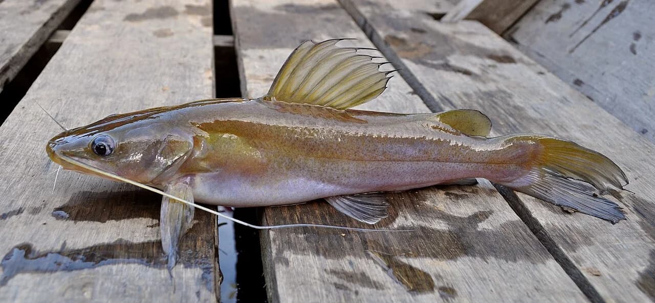 Ikan Baung: Ikan Air Tawar Bernilai Ekonomis Tinggi di Indonesia